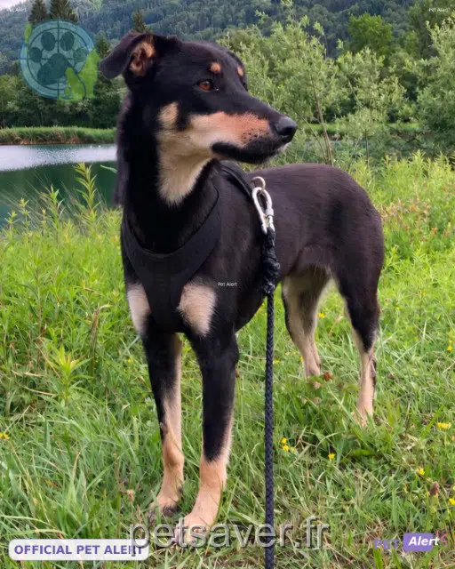 chienne perdue 74440 La Rivière-Enverse Bianca chienne lost 74440 La Rivière-Enverse Bianca