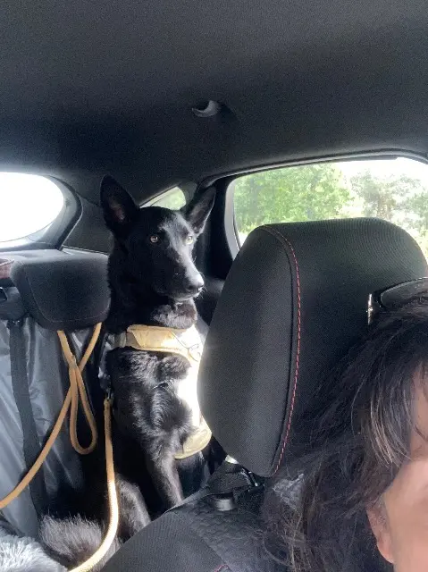 chienne lost   74250 Bogève Bloody mary