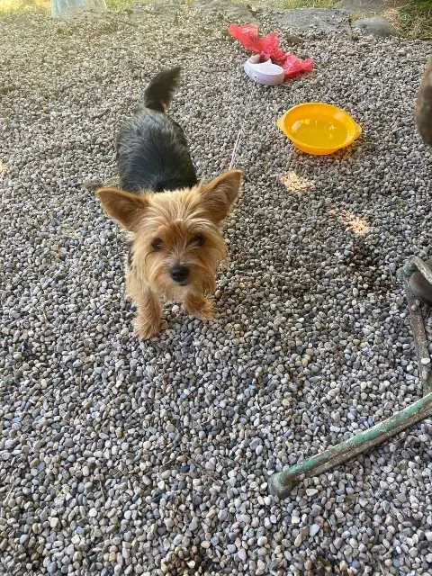 chienne lost   74800 La Roche-sur-Foron Cachou