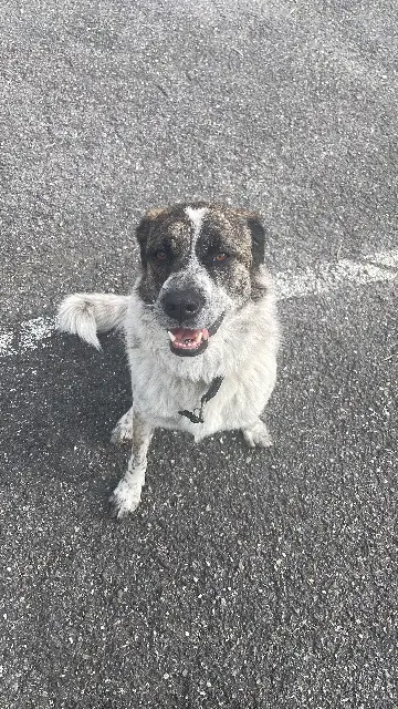chienne lost   74700 Sallanches Cora