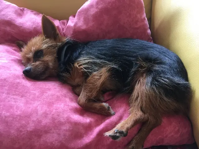 chienne lost   74130 Bonneville Emy