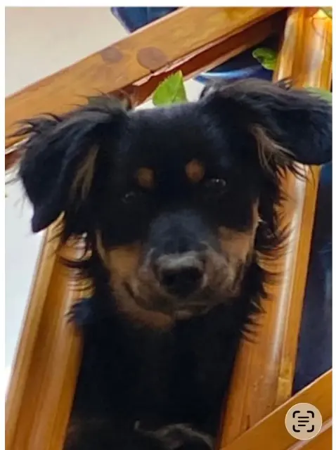 chienne lost   74360 La Chapelle-d'Abondance Era