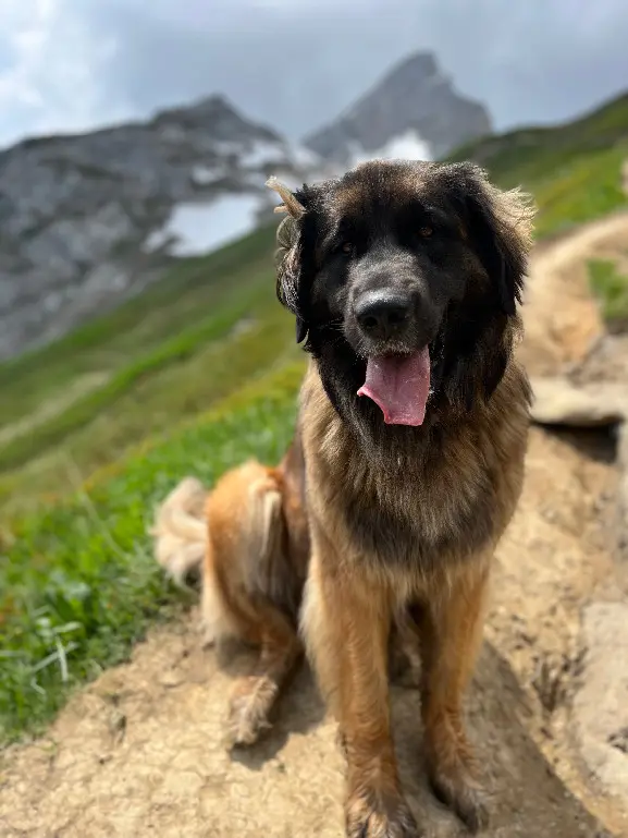 Chienne Perdue 74 Haute-Savoie Fillière - Ella Chienne Perdue 74 Haute-Savoie Fillière - Ella