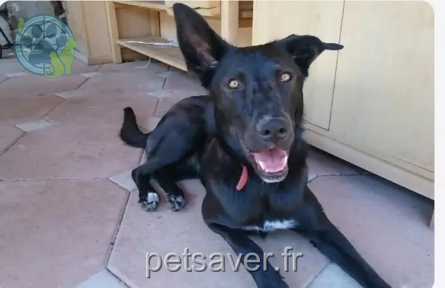 chienne perdue Fillière Georgia chienne lost Fillière Georgia