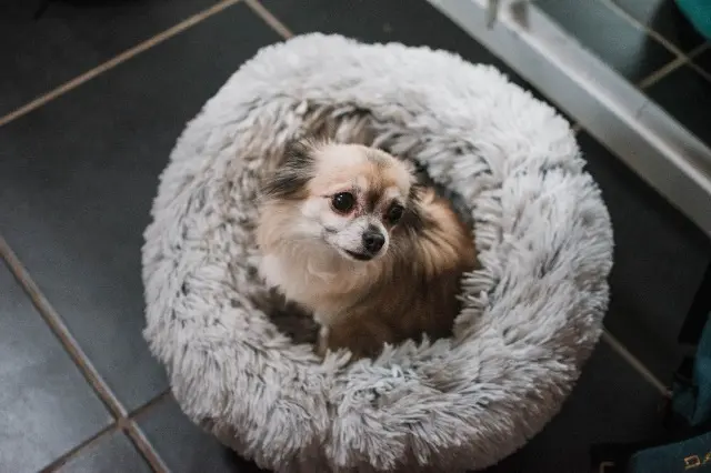 chienne lost   74420 Habère-Lullin Indy