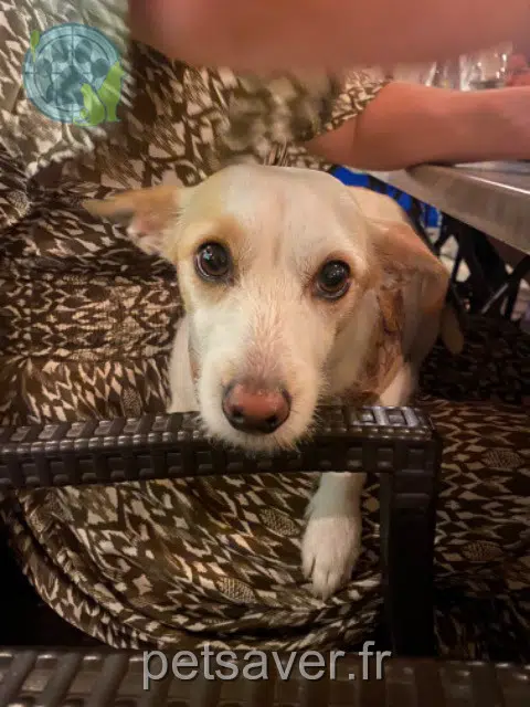 chienne lost   74140 Sciez Kali