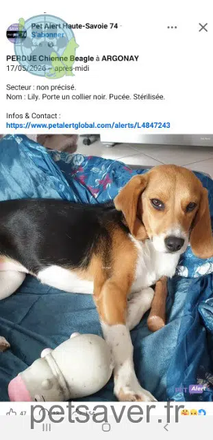 chienne lost   74370 Argonay Lily