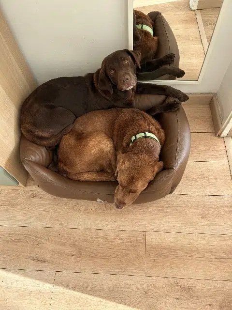 chienne lost   74340 Samoëns Nala