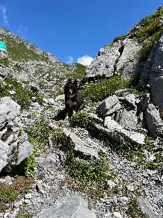 Chienne Perdue 74 Haute-Savoie - Nala Chienne Perdue 74 Haute-Savoie - Nala