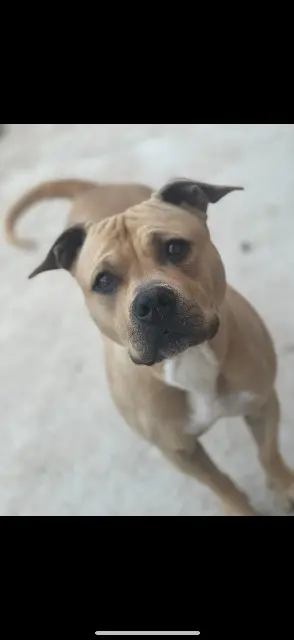 chienne lost   74930 Pers-Jussy Naskah