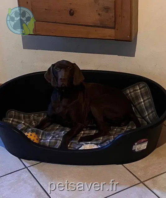 chienne perdue 74110 Morzine Ola chienne lost 74110 Morzine Ola