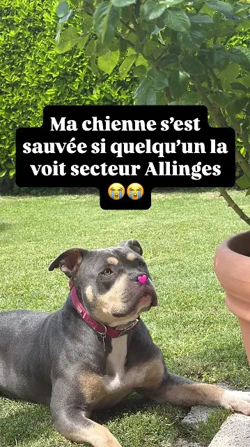 chienne lost   74200 Allinges Puppy