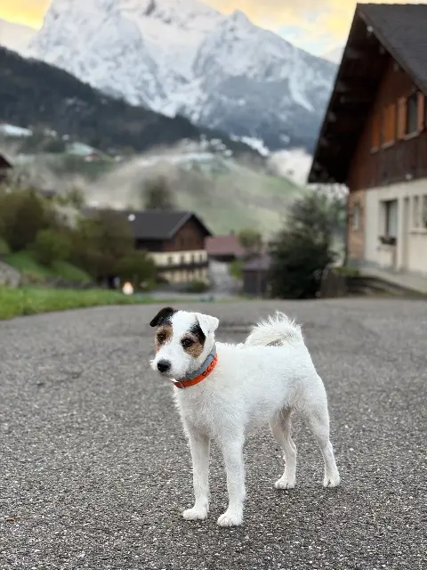 chienne lost   74230 Manigod Shippie