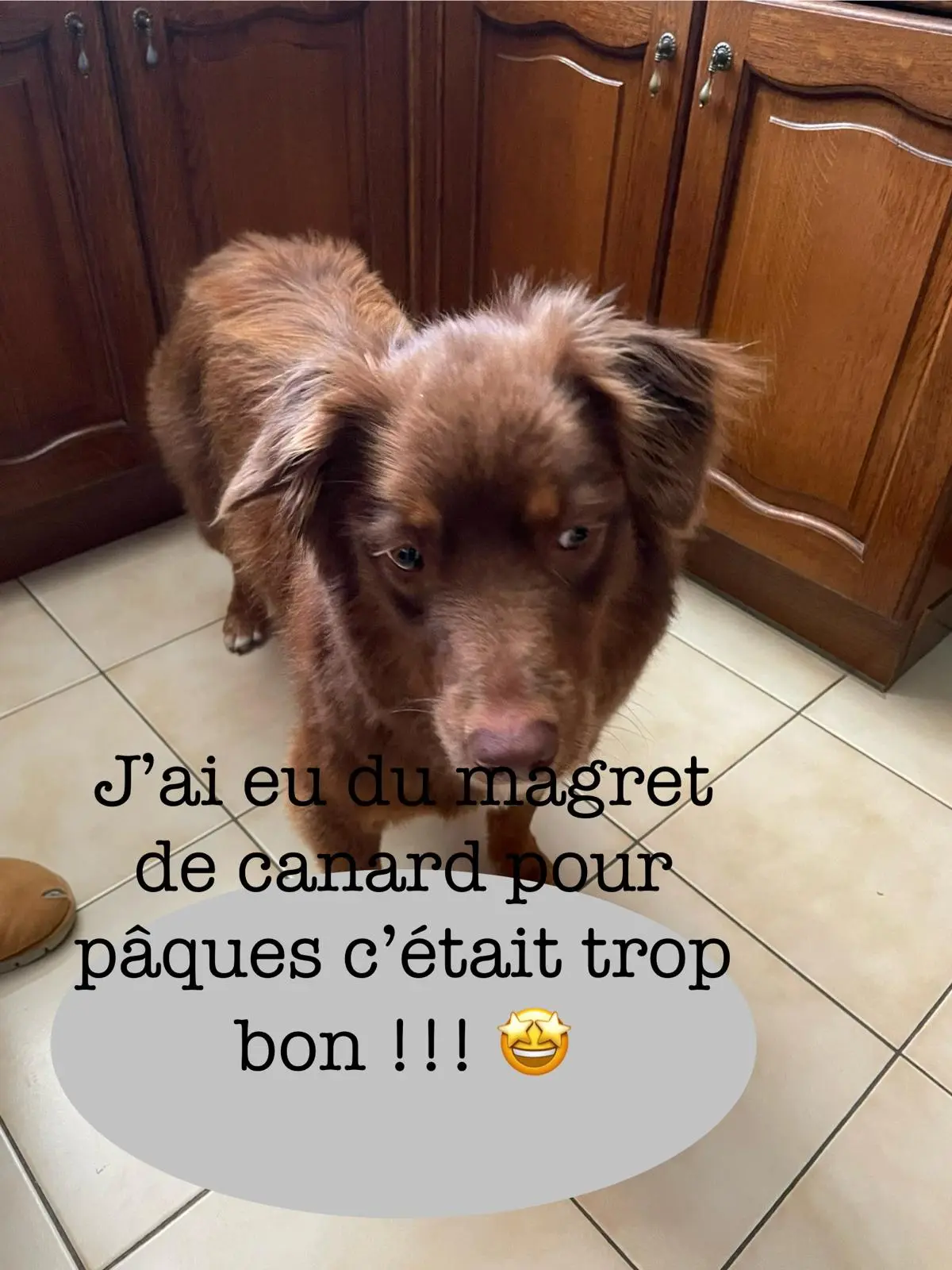 chienne lost   74800 Amancy Siahra