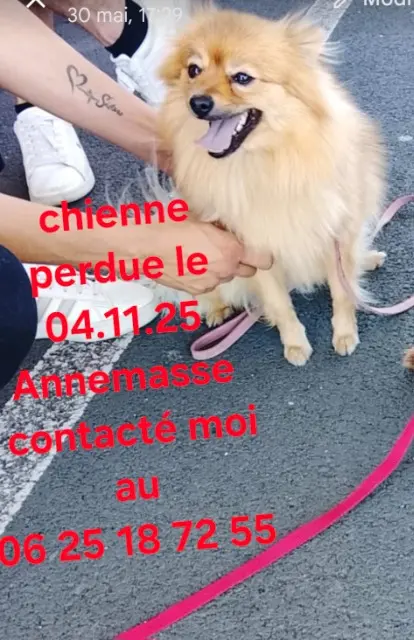 chienne lost   74100 Annemasse Stella