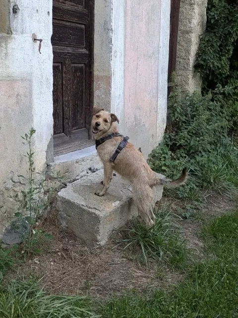 chienne perdue 74200 Thonon-les-Bains Teya chienne lost 74200 Thonon-les-Bains Teya