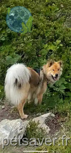 Chienne Perdue 74 Haute-Savoie - Tynaia Chienne Perdue 74 Haute-Savoie - Tynaia