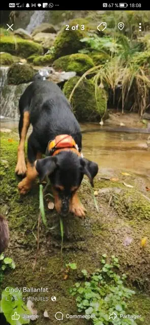 chienne lost   74800 Saint-Pierre-en-Faucigny Vanille