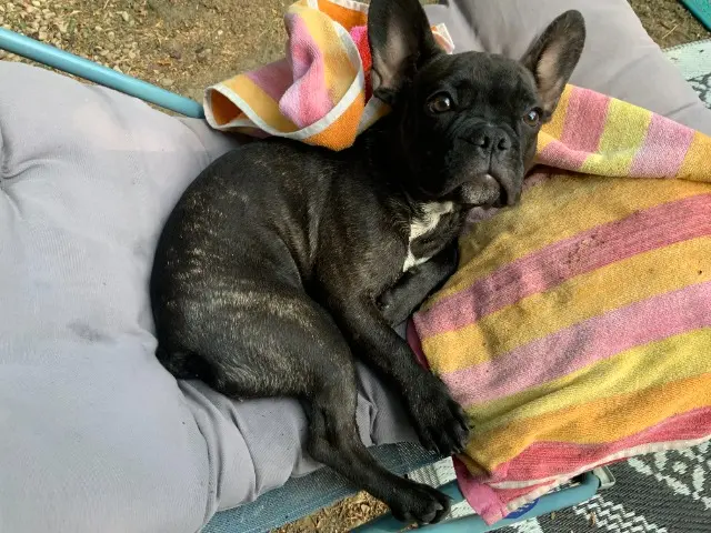 chienne lost   74100 Vétraz-Monthoux Zoe