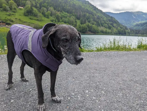 Chienne Perdue 74 Haute-Savoie