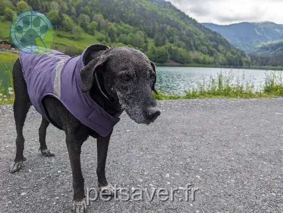 Chienne Perdue 74 Haute-Savoie Chienne Perdue 74 Haute-Savoie
