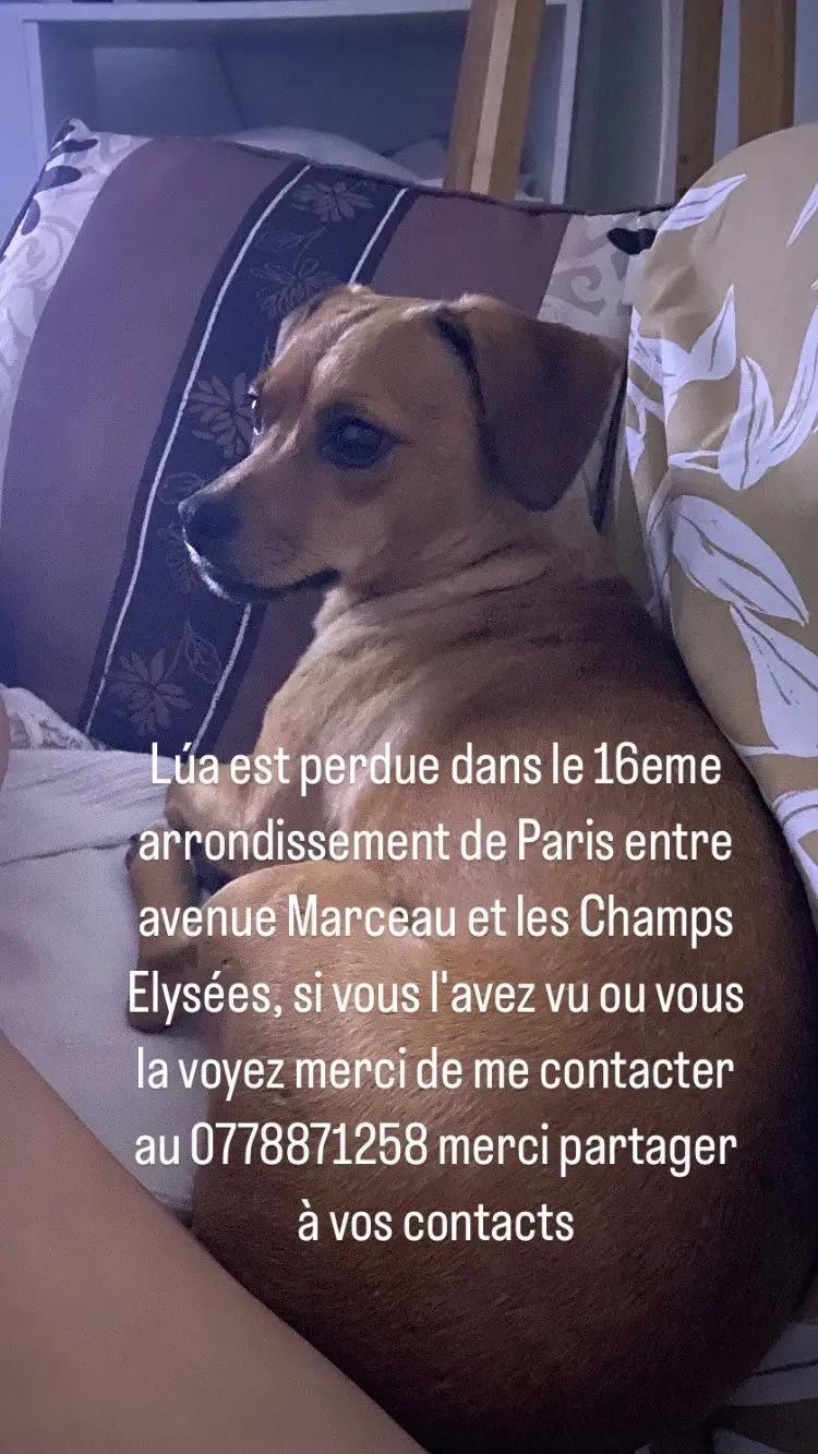 Chienne Perdue 75C Paris - Lua Chienne Perdue 75C Paris - Lua