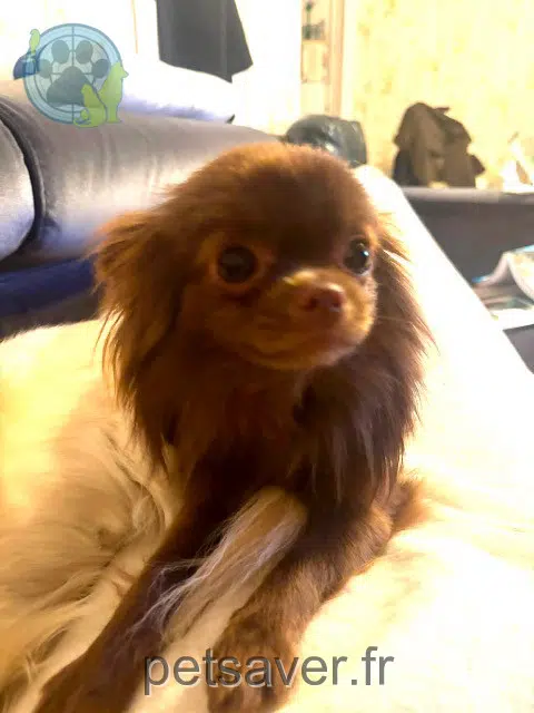 chienne lost    Paris Masha