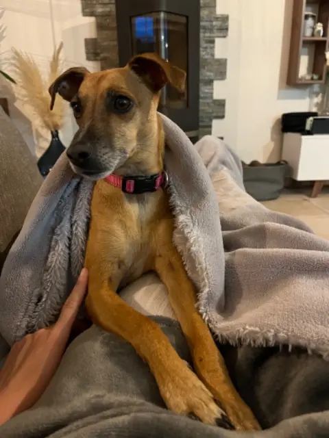 chienne lost    Paris Nala