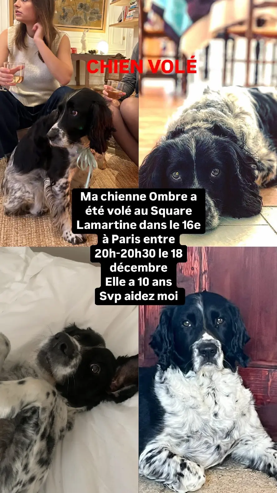 Chienne Perdue 75C Paris - Ombre-de-jaham Chienne Perdue 75C Paris - Ombre-de-jaham