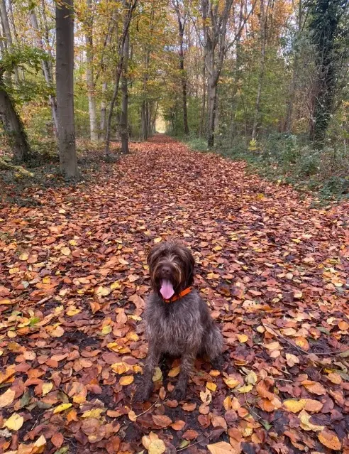 chienne lost    Paris Sacha