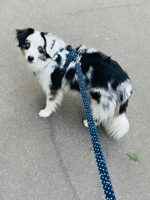 chienne lost    Paris Sachi