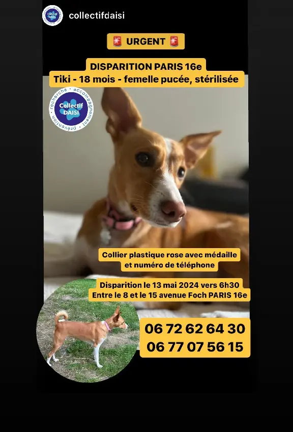 Chienne Perdue 75C Paris - Tiki Chienne Perdue 75C Paris - Tiki