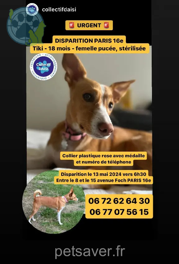 Chienne Perdue 75C Paris - Tiki Chienne Perdue 75C Paris - Tiki