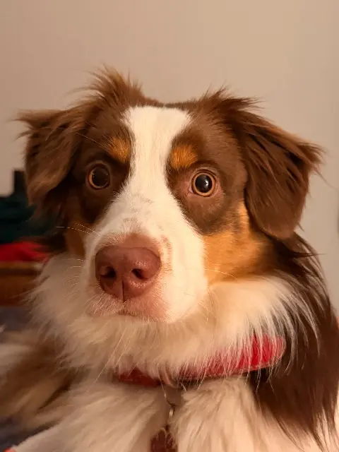 chienne lost    Paris Vanille