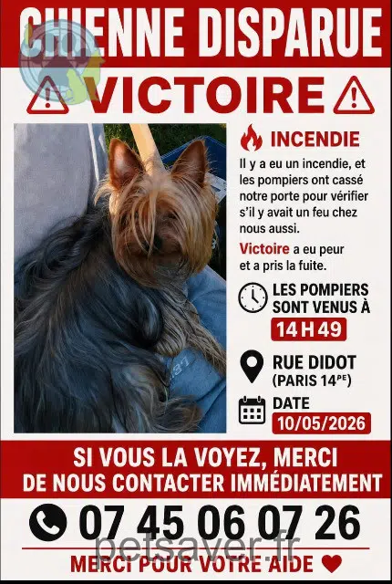chienne perdue Paris Victoire chienne lost Paris Victoire