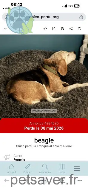 chienne lost   76520 Franqueville-Saint-Pierre Hosa