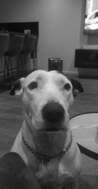 chienne lost   76500 Elbeuf Lana