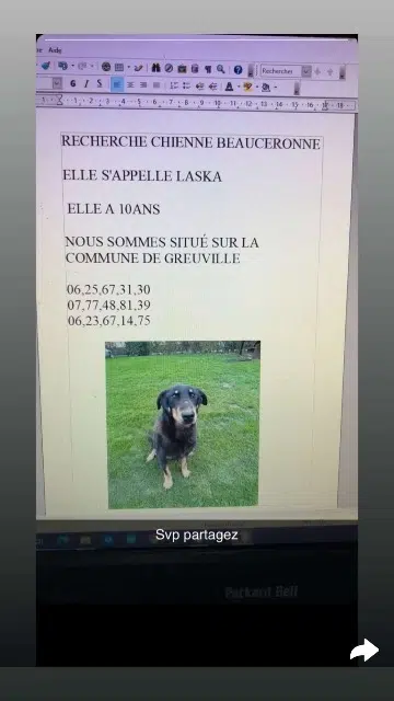 dog lost   76810 Greuville Laska