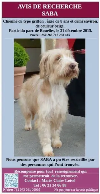 chienne lost    Le Havre Saba