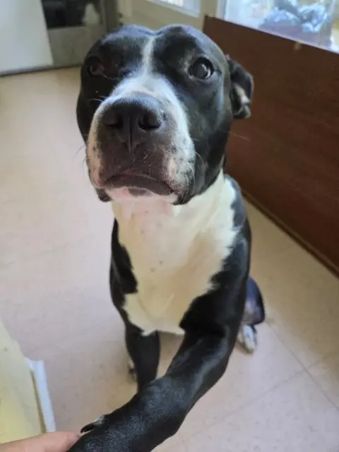 chienne lost   76160 Saint-Jacques-sur-Darnétal Leila