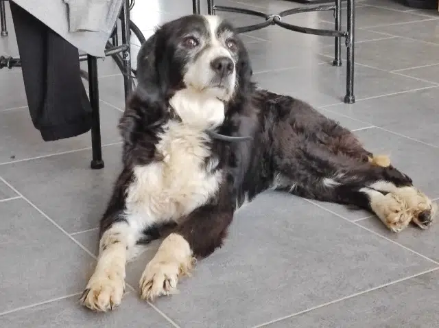 chienne lost   76550 Tourville-sur-Arques Lily