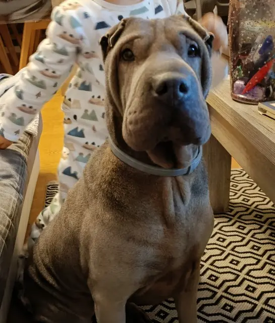 chienne lost   76800 Saint-Étienne-du-Rouvray Maddy