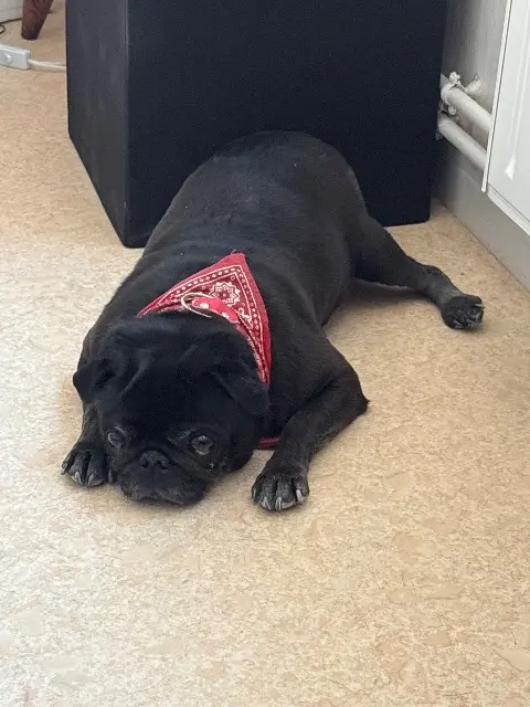 chienne lost   76250 Déville-lès-Rouen Oreo