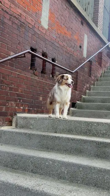 chienne lost   76770 Houppeville Oumi