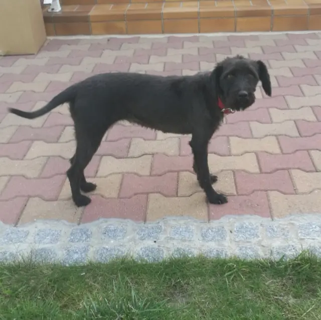 chienne lost   76800 Saint-Étienne-du-Rouvray Paddy