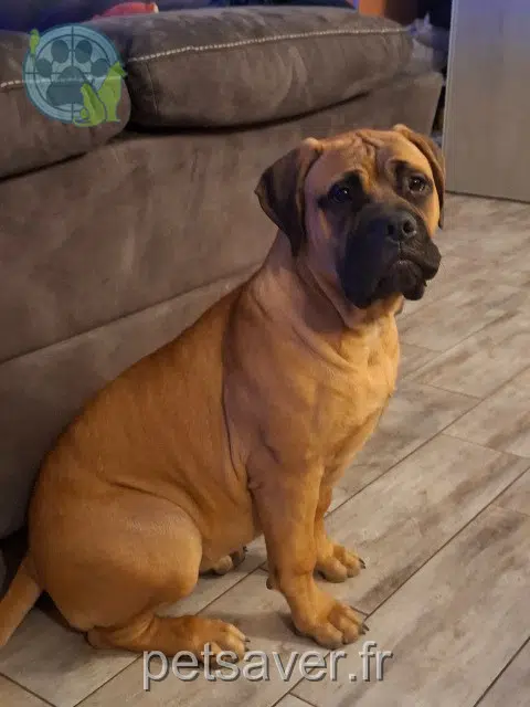 chienne lost   76210 Bolbec Raya