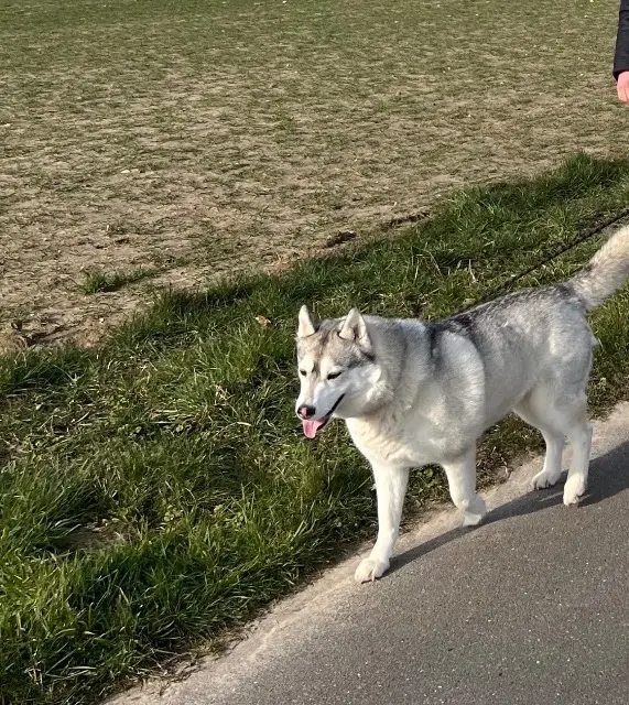 chienne lost   76280 Saint-Jouin-Bruneval Telma