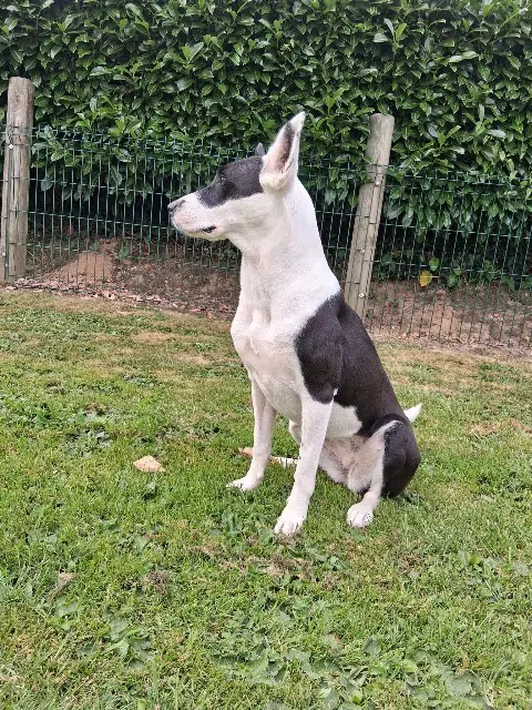 chienne lost   76280 Criquetot-l'Esneval Tina