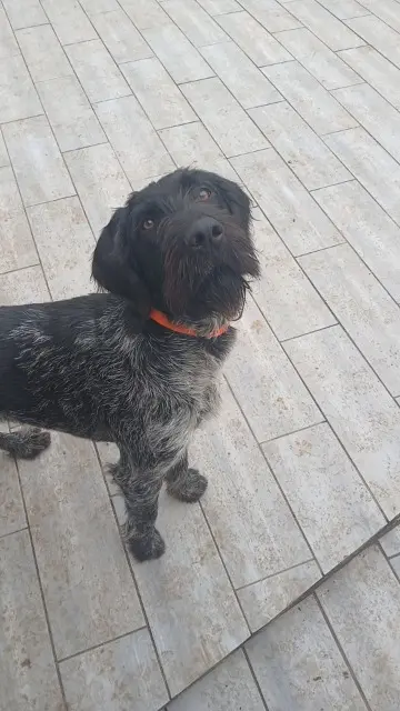 chienne lost   76220 Dampierre-en-Bray Uline