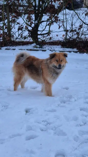 chienne lost   76190 Valliquerville Uranie